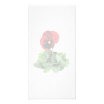 Maroon Pansy photo cards