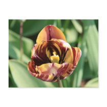 Maroon & Yellow Tulip postcards