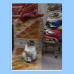 Marrakesh Cat postcards