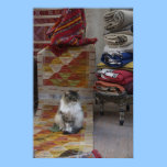 Marrakesh Cat posters