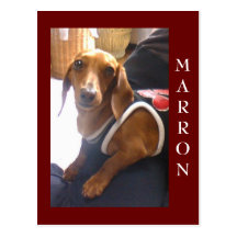 marron6, MARRON Postcard
