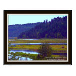 Marsh at Lake Pend Orielle, Idaho
