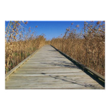 Marsh boardwalk Photo