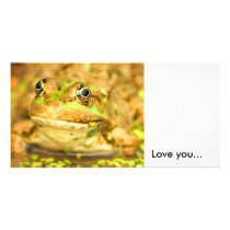 Marsh Frog, photo cards by anthonyhedger Marsh Frog, photo cards