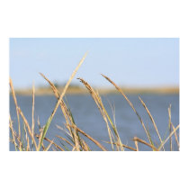 Marsh Grass posters