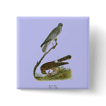 Marsh Hawk buttons