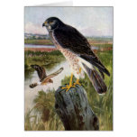Marsh Hawk cards
