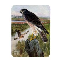 Marsh Hawk in Wetlands Rectangular Magnets