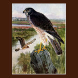 Marsh Hawk postcards
