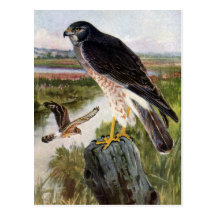 Marsh Hawk Post Cards