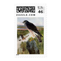 Marsh Hawk Postage