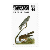 Marsh Hawk postage by jarthurdavis Marsh Hawk postage