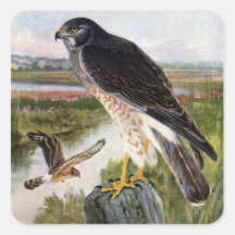 Marsh Hawk Stickers