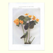 Marsh Marigold