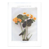 Marsh Marigold; Cowslip - Caltha palustris posters
