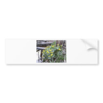 Marsh Marigolds bumper stickers by eelkat Marsh Marigolds bumper stickers