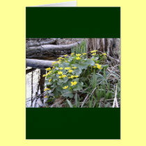 Marsh Marigolds cards