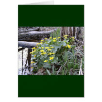 Marsh Marigolds cards