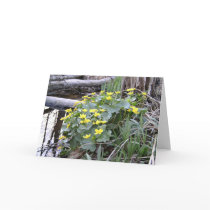 Marsh Marigolds cards