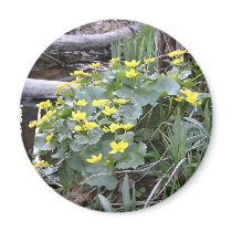 Marsh Marigolds magnets
