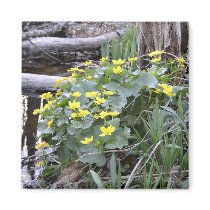 Marsh Marigolds magnets