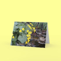 Marsh Marigolds of Bachelder Brook cards