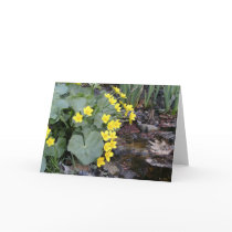 Marsh Marigolds of Bachelder Brook cards