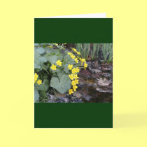 Marsh Marigolds of Bachelder Brook cards