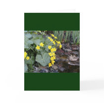 Marsh Marigolds of Bachelder Brook cards
