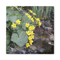 Marsh Marigolds of Bachelder Brook magnets