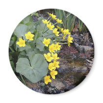 Marsh Marigolds of Bachelder Brook magnets