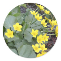 Marsh Marigolds of Bachelder Brook stickers