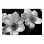 Marsh Marigolds Posters