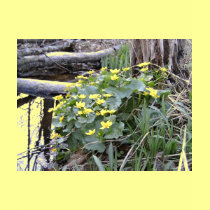 Marsh Marigolds t-shirts