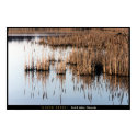 Marsh Reeds posters by GatorDawg Marsh Reeds posters