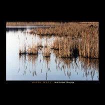 Marsh Reeds posters