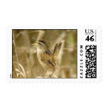 Marsh Wren Postage