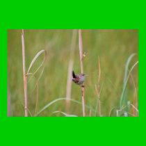 Marsh Wren posters