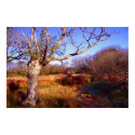 Marshes posters