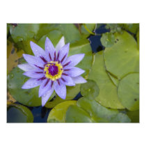 Martinique, French Antilles, West Indies, Blue