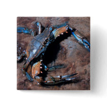 Maryland Blue Crab Pinback Buttons