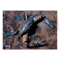 Maryland Blue Crab Card