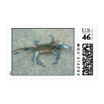 Maryland Blue Crabs Postage Stamp