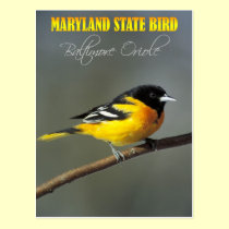 Maryland State Bird - Baltimore Oriole postcards