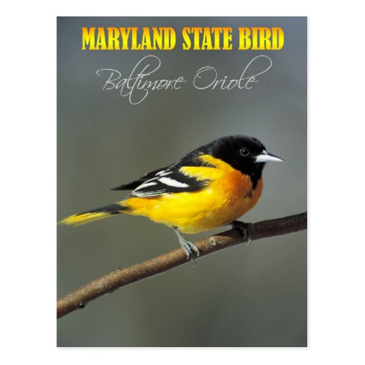 maryland state bird baltimore oriole postcard zazzle maryland state bird baltimore oriole postcard zazzle