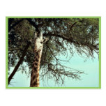 Masai giraffe postcard