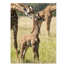 Masai giraffes, Giraffa camelopardalis 2 Postcard