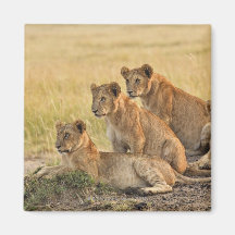 Masai Mara National Reserve, Kenya, Jul 2005 Fridge Magnets