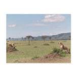 Masai Mara Post Card