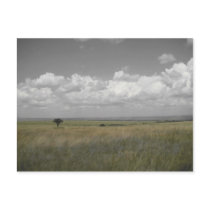 Masai Sky postcards